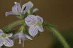 Common gypsyweed